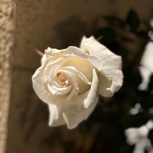 Meet your Posher, Corina